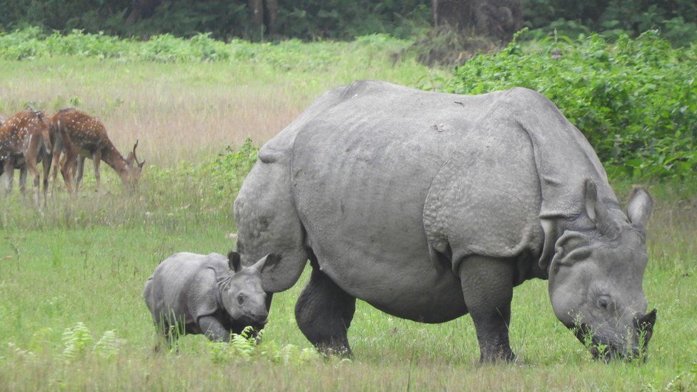 Rhino in Nepal