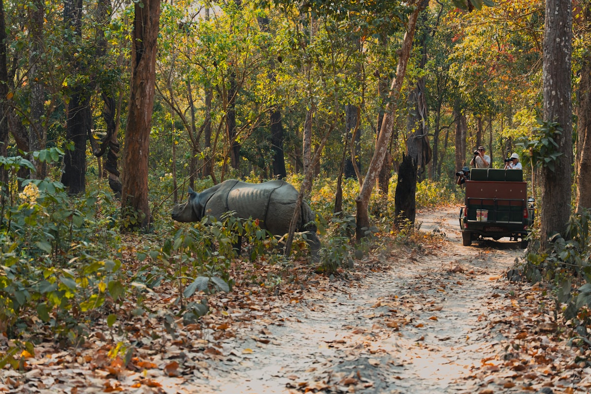 Rhino in Nepal